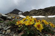 46 Cariofillata delle pietraie (Geum reptans) con vista in Cima Fontana